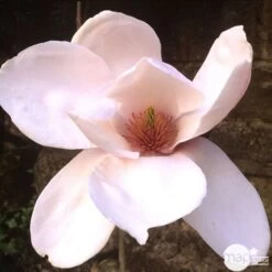 Primevères En Jardinière De 40cm Couleur - Coloris Variables -Flora Soldes 440466 006