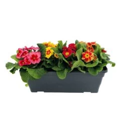 Primevères En Jardinière De 40cm Couleur - Coloris Variables -Flora Soldes 440466 008