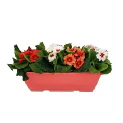 Primevères En Jardinière De 40cm Couleur - Coloris Variables -Flora Soldes 440466 009