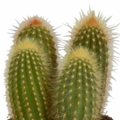 Cactus, Box De 3 Plantes - H15cm, ø10,5cm - Plantes D'intérieur -Flora Soldes 446043fb59ca02cc
