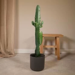 Euphorbia Acrurensis - H50cm, ø17cm - Grande Plante D'intérieur -Flora Soldes 449dc0cbb94c9660