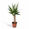 Yucca - H40cm, ø14cm - Plante D'intérieur -Flora Soldes 45748ff9871a53db