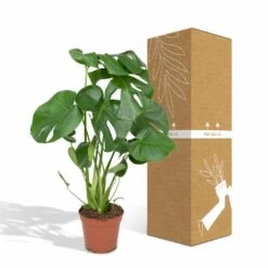 Monstera Deliciosa - H55cm, ø17cm - Plante D'intérieur 11 Monstera Deliciosa - H55cm, ø17cm - Plante D'intérieur -Flora Soldes 4599ee42bbec50b0