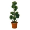 Cupressocyparis Leylandii'Castlewellan Gold' -Flora Soldes 467573 001