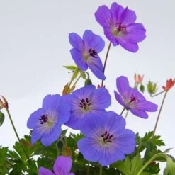 Géranium Rozanne ® : Conteneur De 2 Litres Bleu 6 Géranium Rozanne ® : Conteneur De 2 Litres Bleu -Flora Soldes 468587 005