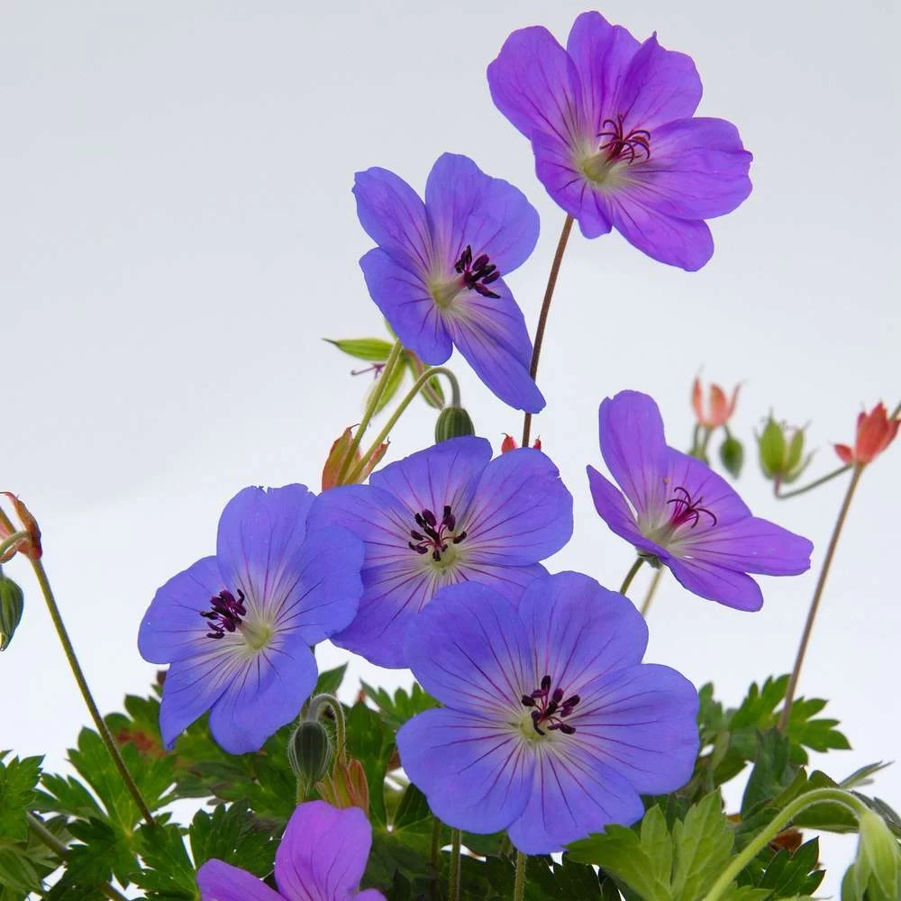 Géranium Rozanne ® : Conteneur De 2 Litres Bleu 4 Géranium Rozanne ® : Conteneur De 2 Litres Bleu - Image 2