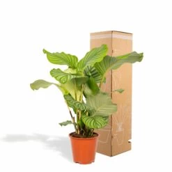 Calathea Orbifolia - H65cm, ø19cm - Plante D'intérieur -Flora Soldes 46caf10c918a290c