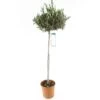 Olivier, Olea Europaea, Sur Tige H120/140cm : Pot D24cm -Flora Soldes 471424 001