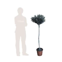 Olivier, Olea Europaea, Sur Tige H120/140cm : Pot D24cm -Flora Soldes 471424 002