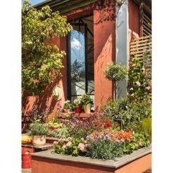 Olivier, Olea Europaea, Sur Tige H120/140cm : Pot D24cm -Flora Soldes 471424 004