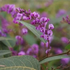 Hardenbergia Violacea - Hardenbergia Violacea 3l -Flora Soldes 47162f0063666d97