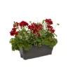 Géranium Calliope + Euphorbe 'Diamond Frost' : Jardinière 50cm -Flora Soldes 472303 001