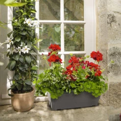 Géranium Calliope + Euphorbe 'Diamond Frost' : Jardinière 50cm -Flora Soldes 472303 002