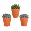 Echeveria Et Leurs Caches-pots Terracotta, Box De 3 Plantes - H12cm, ø9,5cm - Plantes D'intérieur -Flora Soldes 48037ecd04df19f4