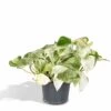 Epipremnum Happy Leaf Scindapsus - H15cm, ø12cm - Plante D'intérieur Tombante -Flora Soldes 480d144b77977477