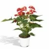 Anthurium Rouge - H55cm, ø17cm - Plante D'intérieur -Flora Soldes 48316e5dfc824481