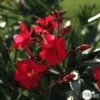 Laurier Rose - Nerium Oleander "Rouge": H70/80cm D25cm: Pot 7 Litres -Flora Soldes 488750 002