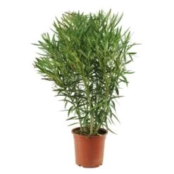 Laurier Rose - Nerium Oleander "Rouge": H70/80cm D25cm: Pot 7 Litres -Flora Soldes 488750 004
