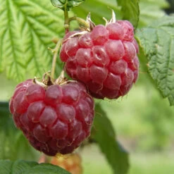 Framboisier 'Glen Ample' Bio : Pot De 3 Litres -Flora Soldes 492120 001