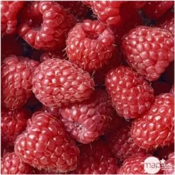 Framboisier 'Glen Ample' Bio : Pot De 3 Litres -Flora Soldes 492120 002 1