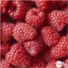Framboisier 'Glen Ample' Bio : Pot De 3 Litres -Flora Soldes 492120 002