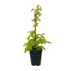 Framboisier 'Glen Ample' Bio : Pot De 3 Litres -Flora Soldes 492120 004