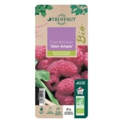 Framboisier 'Glen Ample' Bio : Pot De 3 Litres -Flora Soldes 492120 006