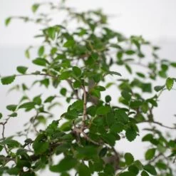 Bonsaï - H20cm, ø15cm - Plante D'intérieur -Flora Soldes 492c4bcbc806e882