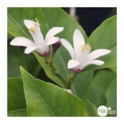 Citronnier 4 Saisons:AB Conteneur 3 Litres -Flora Soldes 493516 002