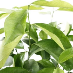 Citronnier 4 Saisons:AB Conteneur 3 Litres -Flora Soldes 493516 003