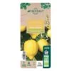 Citronnier 4 Saisons:AB Conteneur 3 Litres -Flora Soldes 493516 008