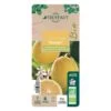 Citronnier Meyer:AB Conteneur 3 Litres -Flora Soldes 493531 008