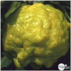 Combava AB :conteneur 3 Litres -Flora Soldes 493533 004