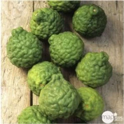 Combava AB :conteneur 3 Litres -Flora Soldes 493533 005