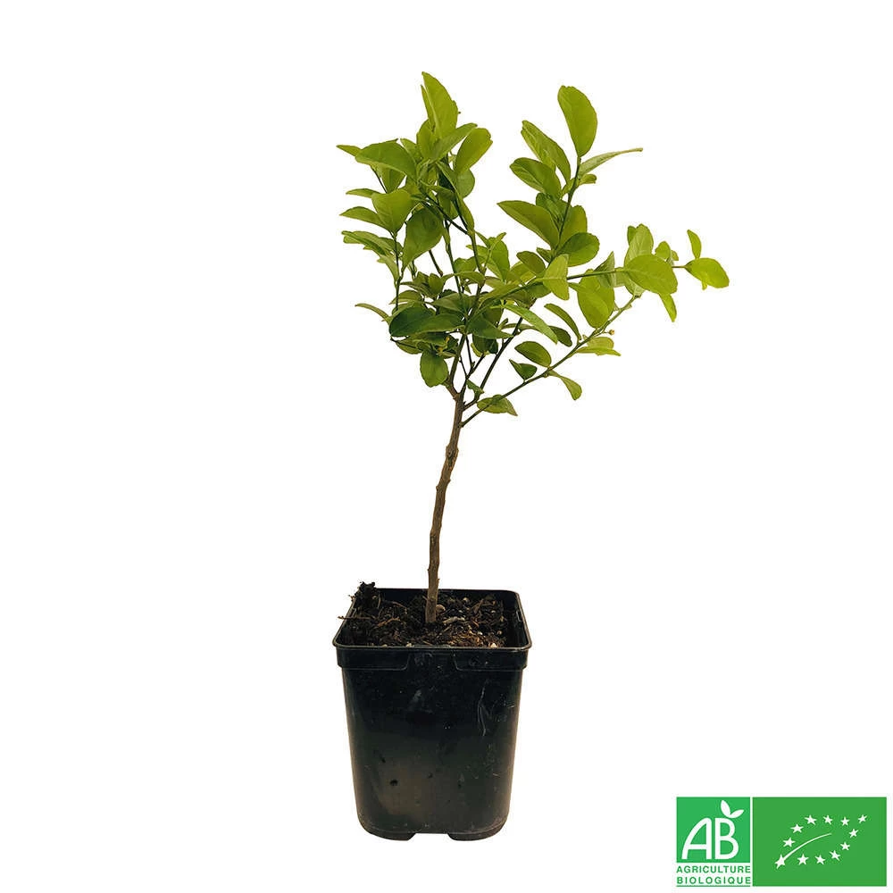 Limettier ' Mexicaine':AB Conteneur 3 Litres 5 Limettier ' Mexicaine':AB Conteneur 3 Litres - Image 3