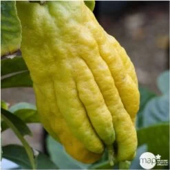 Main De Bouddah:AB Conteneur 3 Litres -Flora Soldes 493536 001