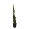 Cupressus Sempervirens 'Totem' :H. 100/110 Cm Pot 10 L -Flora Soldes 493919 1756012