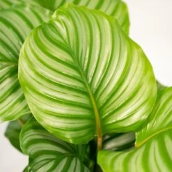 Calathea Orbifolia - H65cm, ø19cm - Plante D'intérieur -Flora Soldes 494e9cfff88b8eac