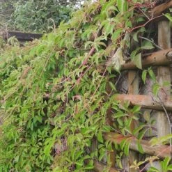 Vigne Vierge Henryana - Parthenocissus Henryana 3l -Flora Soldes 4973df6b15814da6