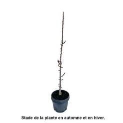 Pommier Colonnaire 'Chenonceau'®: Conteneur 12 Litres -Flora Soldes 498583 002