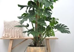 Monstera Deliciosa Xxl - H150cm, ø24cm - Très Grande Plante D'intérieur -Flora Soldes 4a67451028bff786