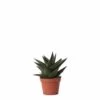 Haworthia Limifolia - ø6cm - H11cm, ø6cm - Plante D'intérieur -Flora Soldes 4afee888c24485a1