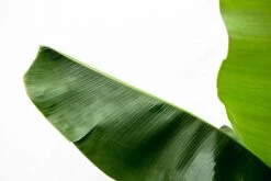 Bananier Xxl - H150cm, ø30cm - Très Grande Plante D'intérieur -Flora Soldes 4c711f11cbd0bdab