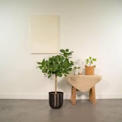Ficus Benghalensis Et Son Cache-pot Noir - H90cm, ø21cm - Grande Plante D'intérieur -Flora Soldes 4de4c9db899dfa70