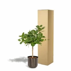 Ficus Benghalensis Et Son Cache-pot Noir - H90cm, ø21cm - Grande Plante D'intérieur -Flora Soldes 4eb4833498f77221