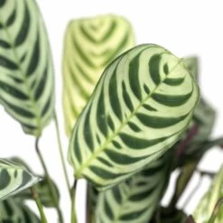 Ctenanthe Lovable - H25cm, ø14cm - Plante D'intérieur -Flora Soldes 4f88a7735de71a06