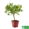Lime De Tahiti : Quart De Tige, Pot 3L, Agriculture Biologique -Flora Soldes 509209 005