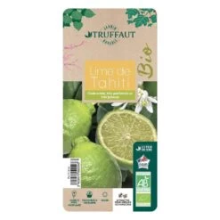 Lime De Tahiti : Quart De Tige, Pot 3L, Agriculture Biologique -Flora Soldes 509209 008