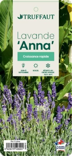 Lavandula Angustifolia Anna : C. 3L -Flora Soldes 510699 004