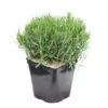 Lavandula Angustifolia Anna : C. 3L -Flora Soldes 510699 2099937